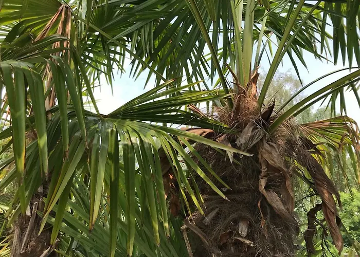 Haus Palmengarten 公寓